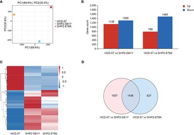 Transcriptome analysis reveals effects of leukemogenic SHP2 mutations in biosynthesis of amino acids signaling